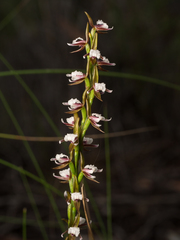 Prasophyllum brevilabre
