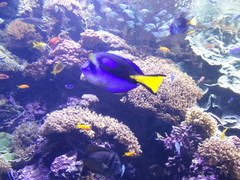Paracanthurus