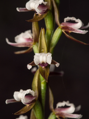 Prasophyllum brevilabre