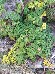 Daucus carota hispanicus