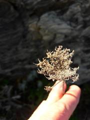 Daucus carota hispanicus
