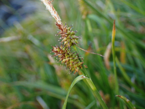 Carex viridula iNat (3)