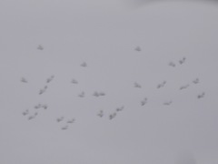 Pelecanus erythrorhynchos