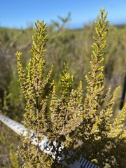 Ericeae