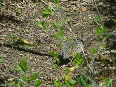 Nothoprocta perdicaria
