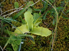 Pinguicula grandiflora