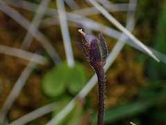 Pinguicula grandiflora