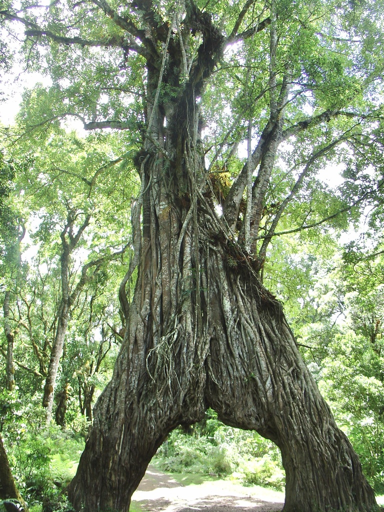 Ficus thonningii, Arusha National Park, Arusha, TZ