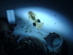 Euprymna morsei