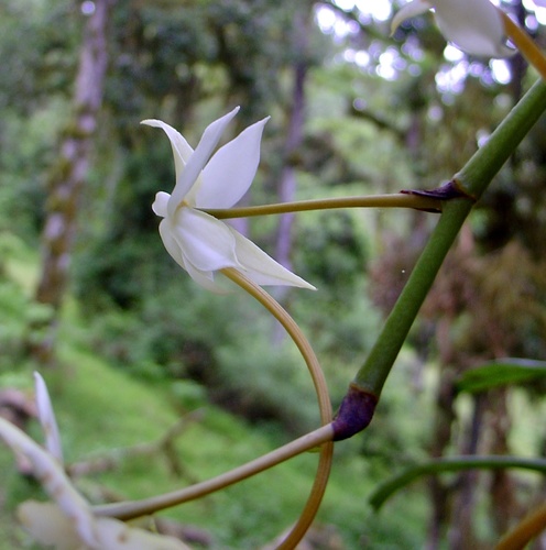 Aerangis thomsonii, photograph 1