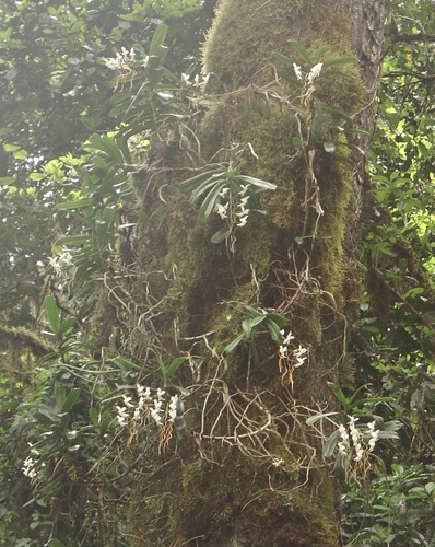 Aerangis thomsonii, photograph 2