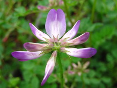 Astragalus sinicus