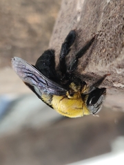 Xylocopa ruficornis
