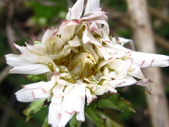 Taraxacum coreanum