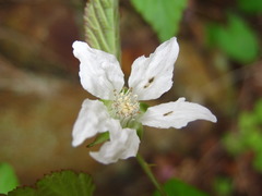 Rubus crataegifolius