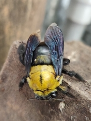 Xylocopa ruficornis