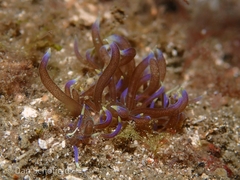 Phyllodesmium macphersonae