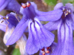 Ajuga decumbens