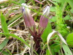 Gentiana zollingeri