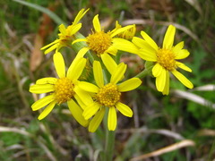 Tephroseris kirilowii