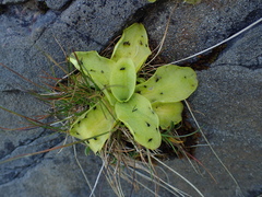 Pinguicula grandiflora