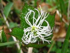 Chloranthus fortunei