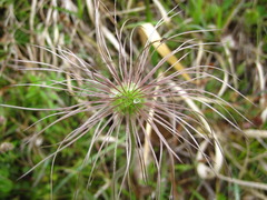 Pulsatilla cernua