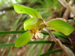 Cymbidium goeringii