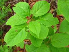 Actinidia arguta