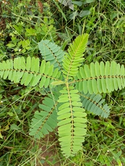 Sesbania grandiflora