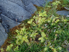 Pinguicula grandiflora