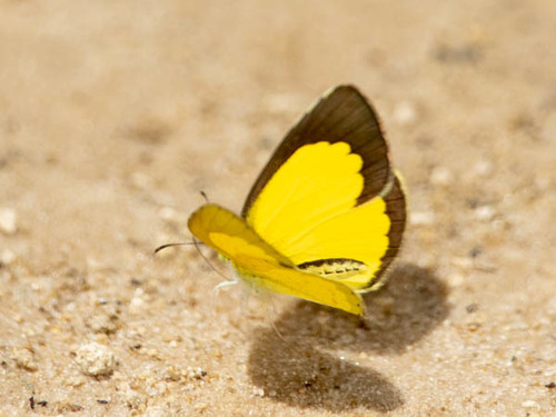 Broad-bordered Grass Yellow