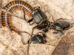 Scarabaeus lucidulus