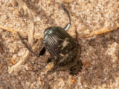 Scarabaeus lucidulus