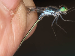 Pseudagrion deningi