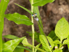 Lestes pinheyi