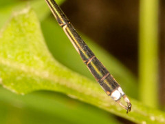 Lestes pinheyi
