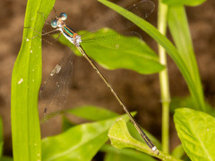 Lestes pinheyi