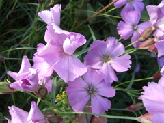 Dianthus repens
