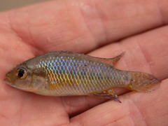 Pseudocrenilabrus philander