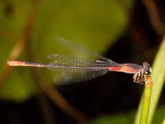 Ceriagrion katamborae