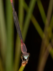 Ceriagrion katamborae