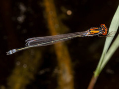 Pseudagrion rufostigma