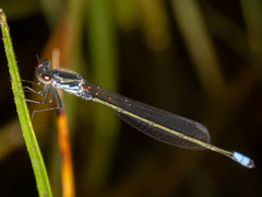 Pseudagrion deningi