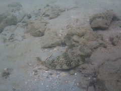 Chelonodontops patoca