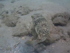 Chelonodontops patoca