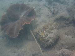 Heniochus