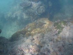 Heniochus