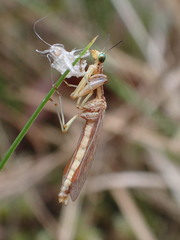 Austromantispa trevori