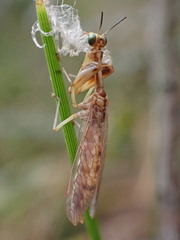 Austromantispa trevori